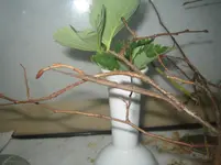stabis 004.webp