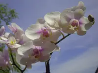 PICT0041.webp