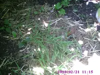PIC00966.webp