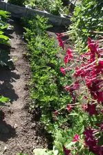 Garten 052.webp
