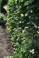 Garten 055.webp