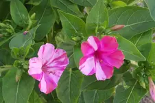 Garten 041.webp