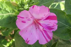 Garten 042.webp
