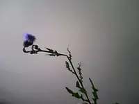 Snapshot_20100720_1.webp