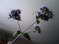 Snapshot_20100720_15.webp