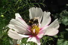 Garten 043.webp