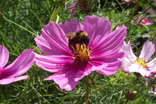 Garten 054.webp