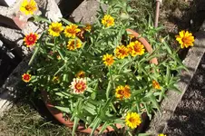 Garten 062.webp