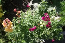 Garten 065.webp