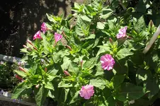 Garten 066.webp