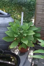 Garten 077.webp