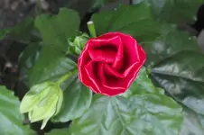 Garten 081.webp