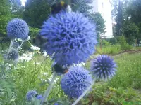Garten 008 [800x600].webp