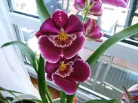 DSCF3771.webp