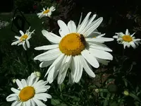 DSCF3774.webp