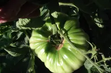 Garten 047.webp