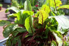 100_0394.webp