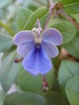 Clerodendrum ugandense.JPG