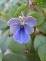 Clerodendrum ugandense.webp