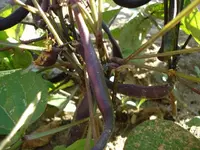 beans.webp