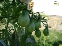 Tomis.webp