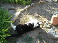 Kaya Katze.webp