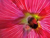 bumblebee.webp