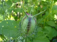 Jungfer.webp