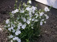 IMGP0163.webp