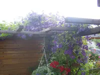 002.webp