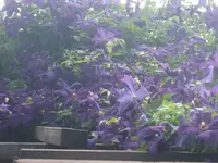 004.webp