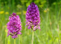 010_1615_.webp