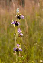 010_1625_.webp