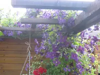 005.webp
