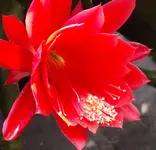 DSC00120 - 2010-07-20 - epiphyllum.webp