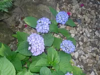 20.07.2010 006.webp