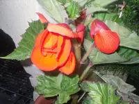 20.07.2010 008.webp