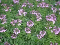 20.07.2010 009.webp
