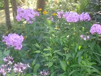 20.07.2010 010.webp