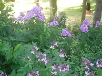 20.07.2010 011.webp
