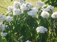 20.07.2010 018.webp