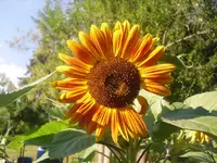 20.07.2010 037.webp