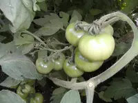 BILD0851.webp