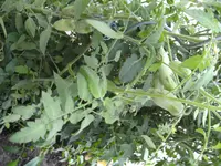 BILD0853.webp