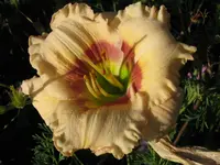 IMG_albert248_1024x768.webp