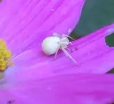 spinne.webp