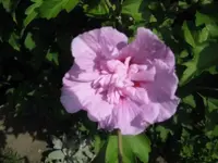 hibi.webp