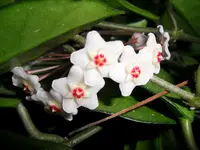 SDC11532.webp