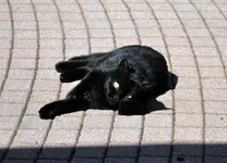 MIMI.webp
