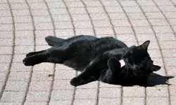 MIMI1.webp